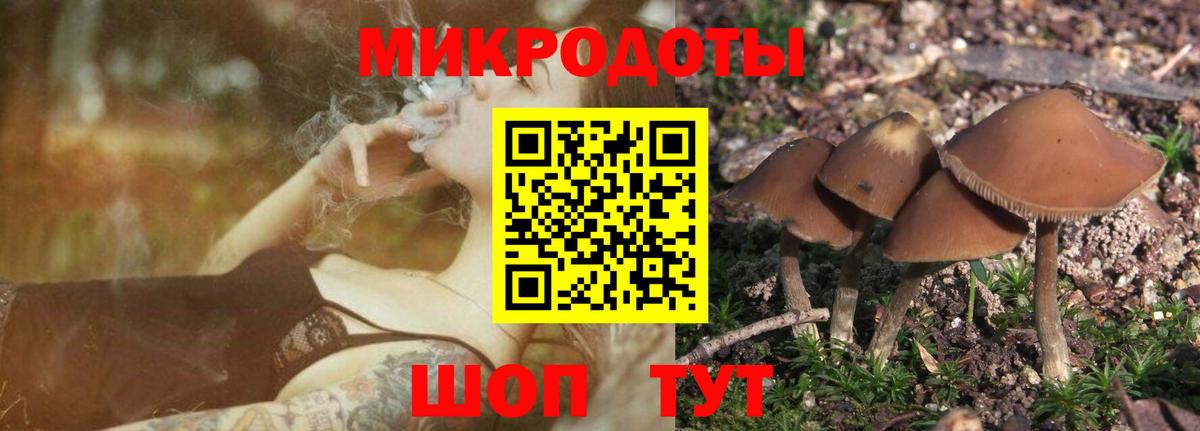 Галлюциногенные грибы Psilocybe Узловая